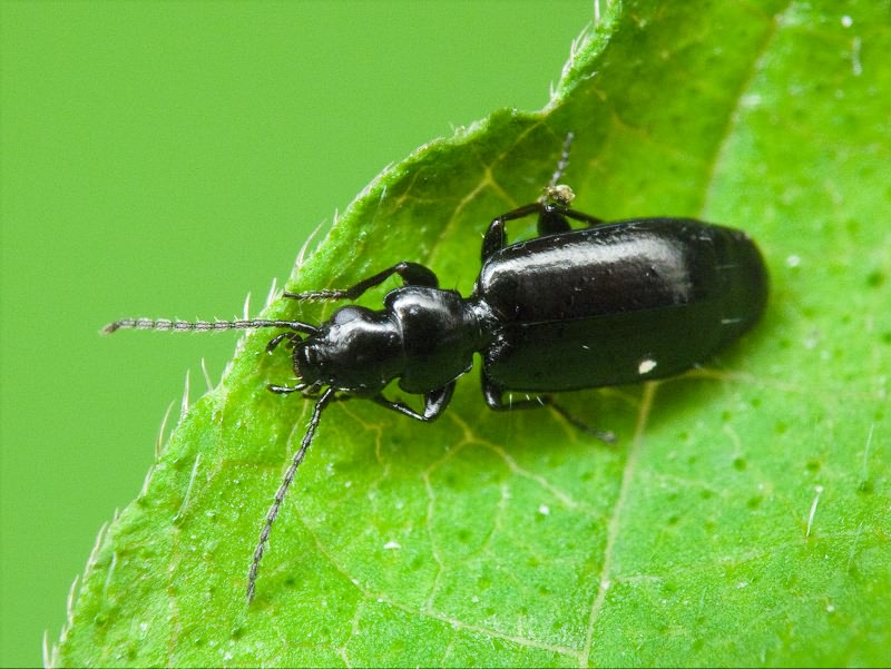 Microlestes gracilicornis Holdhaus, 1912